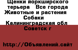 Щенки йоркширского терьера - Все города Животные и растения » Собаки   . Калининградская обл.,Советск г.